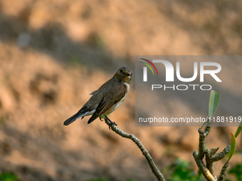 The Taiga Flycatcher, Also Known As The Red-throated Flycatcher (Ficedula Albicilla), in The Region In Tehatta, West Bengal, India, on decem...