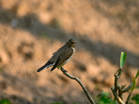 The Taiga Flycatcher, Also Known As The Red-throated Flycatcher (Ficedula Albicilla), in The Region In Tehatta, West Bengal, India, on decem...