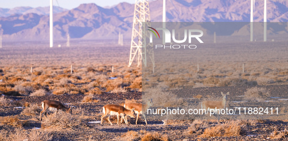 Mongolian gazelles forage under a windmill in the Gobi desert of Beitashan Ranch in Xinjiang, China, on December 19, 2024. 