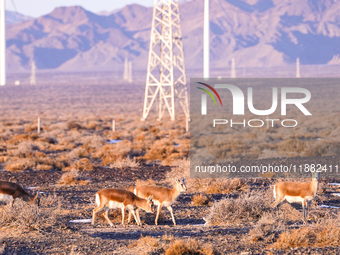 Mongolian gazelles forage under a windmill in the Gobi desert of Beitashan Ranch in Xinjiang, China, on December 19, 2024. (