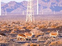 Mongolian gazelles forage under a windmill in the Gobi desert of Beitashan Ranch in Xinjiang, China, on December 19, 2024. (