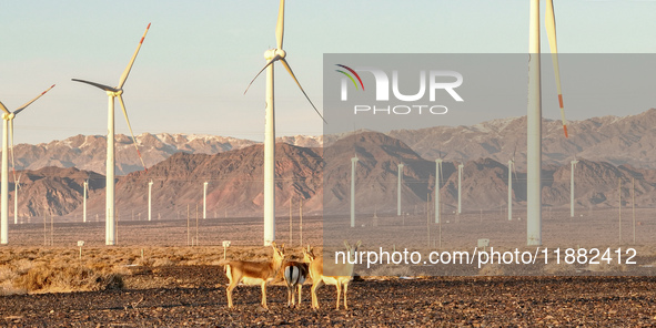 Mongolian gazelles forage under a windmill in the Gobi desert of Beitashan Ranch in Xinjiang, China, on December 19, 2024. 