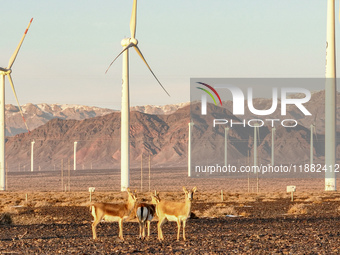 Mongolian gazelles forage under a windmill in the Gobi desert of Beitashan Ranch in Xinjiang, China, on December 19, 2024. (