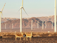 Mongolian gazelles forage under a windmill in the Gobi desert of Beitashan Ranch in Xinjiang, China, on December 19, 2024. (