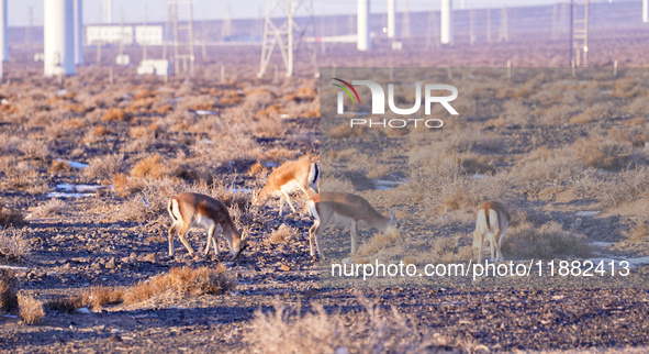 Mongolian gazelles forage under a windmill in the Gobi desert of Beitashan Ranch in Xinjiang, China, on December 19, 2024. 