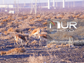 Mongolian gazelles forage under a windmill in the Gobi desert of Beitashan Ranch in Xinjiang, China, on December 19, 2024. (