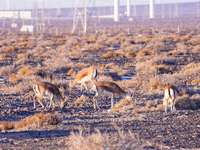 Mongolian gazelles forage under a windmill in the Gobi desert of Beitashan Ranch in Xinjiang, China, on December 19, 2024. (