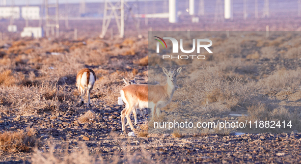 Mongolian gazelles forage under a windmill in the Gobi desert of Beitashan Ranch in Xinjiang, China, on December 19, 2024. 