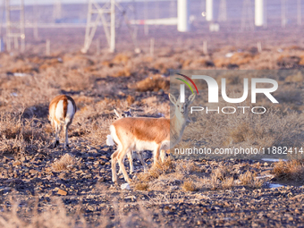 Mongolian gazelles forage under a windmill in the Gobi desert of Beitashan Ranch in Xinjiang, China, on December 19, 2024. (