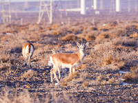 Mongolian gazelles forage under a windmill in the Gobi desert of Beitashan Ranch in Xinjiang, China, on December 19, 2024. (