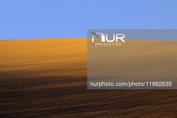 A plowed and seeded wheat field lies under a clear sky in the Alta Murgia region of Puglia, southern Italy. The vast, rolling plains demonst...