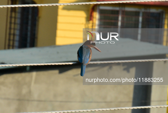 A Common Kingfisher bird sits on an electric cable in Siliguri, India, on December 20, 2024. (