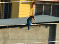 A Common Kingfisher bird sits on an electric cable in Siliguri, India, on December 20, 2024. (