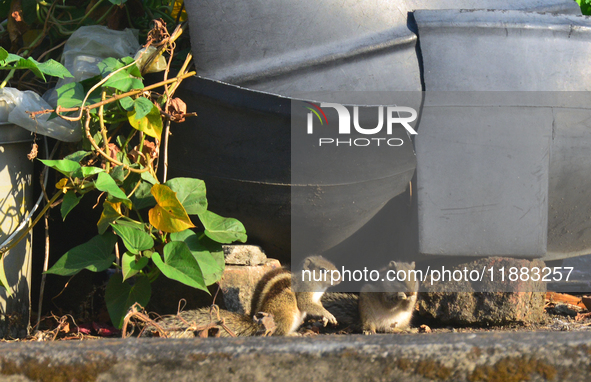 Two squirrels sit near a plant tub in Siliguri, India, on December 20, 2024. 