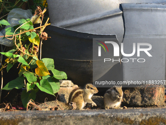 Two squirrels sit near a plant tub in Siliguri, India, on December 20, 2024. (