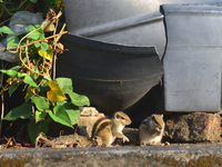 Two squirrels sit near a plant tub in Siliguri, India, on December 20, 2024. (