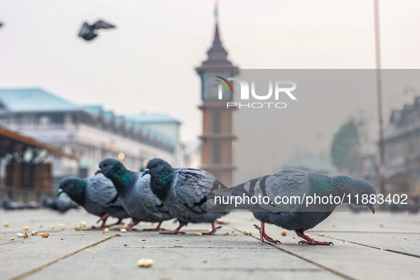 Pigeons search for food near the famous clock tower ''Ganta Ghar'' on a cold winter morning in Srinagar, Jammu and Kashmir, India, on Decemb...