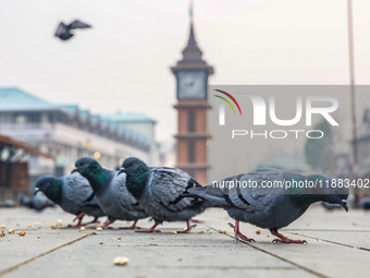 Pigeons search for food near the famous clock tower ''Ganta Ghar'' on a cold winter morning in Srinagar, Jammu and Kashmir, India, on Decemb...