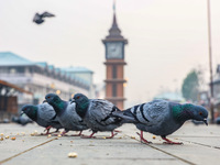 Pigeons search for food near the famous clock tower ''Ganta Ghar'' on a cold winter morning in Srinagar, Jammu and Kashmir, India, on Decemb...