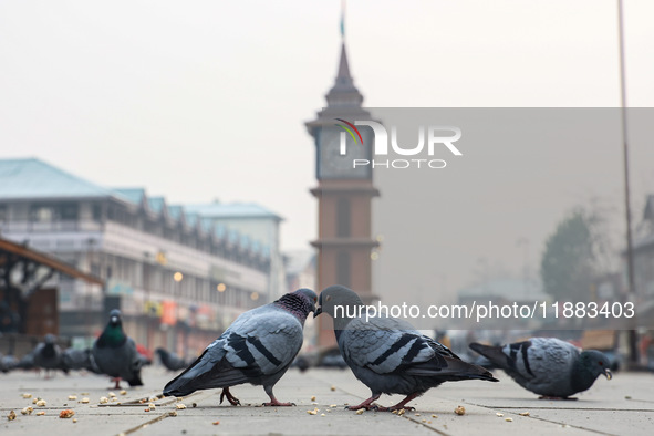 Pigeons search for food near the famous clock tower ''Ganta Ghar'' on a cold winter morning in Srinagar, Jammu and Kashmir, India, on Decemb...