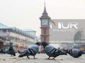 Pigeons search for food near the famous clock tower ''Ganta Ghar'' on a cold winter morning in Srinagar, Jammu and Kashmir, India, on Decemb...