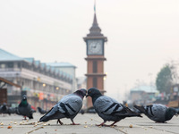 Pigeons search for food near the famous clock tower ''Ganta Ghar'' on a cold winter morning in Srinagar, Jammu and Kashmir, India, on Decemb...