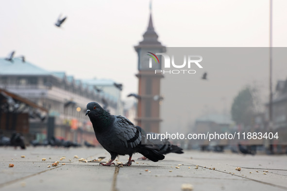 Pigeons search for food near the famous clock tower ''Ganta Ghar'' on a cold winter morning in Srinagar, Jammu and Kashmir, India, on Decemb...