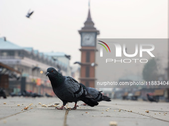 Pigeons search for food near the famous clock tower ''Ganta Ghar'' on a cold winter morning in Srinagar, Jammu and Kashmir, India, on Decemb...