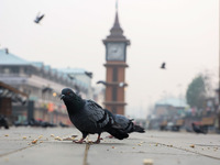 Pigeons search for food near the famous clock tower ''Ganta Ghar'' on a cold winter morning in Srinagar, Jammu and Kashmir, India, on Decemb...