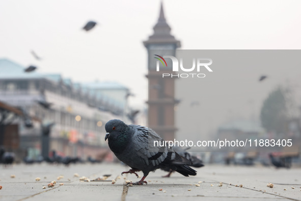 Pigeons search for food near the famous clock tower ''Ganta Ghar'' on a cold winter morning in Srinagar, Jammu and Kashmir, India, on Decemb...