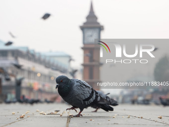 Pigeons search for food near the famous clock tower ''Ganta Ghar'' on a cold winter morning in Srinagar, Jammu and Kashmir, India, on Decemb...