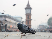 Pigeons search for food near the famous clock tower ''Ganta Ghar'' on a cold winter morning in Srinagar, Jammu and Kashmir, India, on Decemb...