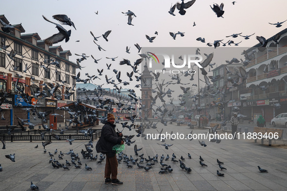 Pigeons search for food near the famous clock tower ''Ganta Ghar'' on a cold winter morning in Srinagar, Jammu and Kashmir, India, on Decemb...