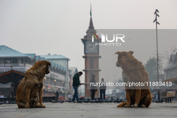 Stray dogs are pictured near the famous clock tower ''Ganta Ghar'' in Srinagar, Jammu and Kashmir, India, on December 20, 2024. Srinagar exp...