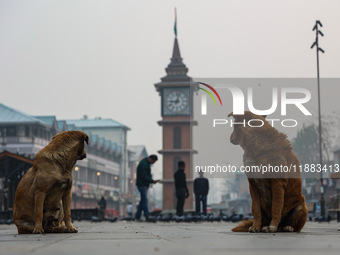 Stray dogs are pictured near the famous clock tower ''Ganta Ghar'' in Srinagar, Jammu and Kashmir, India, on December 20, 2024. Srinagar exp...