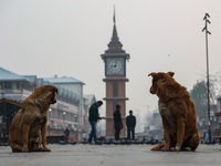 Stray dogs are pictured near the famous clock tower ''Ganta Ghar'' in Srinagar, Jammu and Kashmir, India, on December 20, 2024. Srinagar exp...