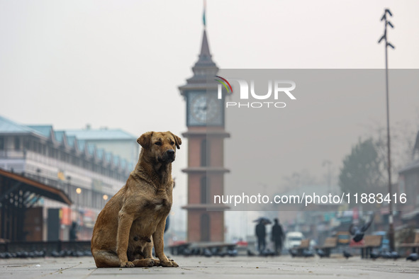 Stray dogs are pictured near the famous clock tower ''Ganta Ghar'' in Srinagar, Jammu and Kashmir, India, on December 20, 2024. Srinagar exp...