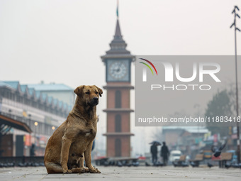 Stray dogs are pictured near the famous clock tower ''Ganta Ghar'' in Srinagar, Jammu and Kashmir, India, on December 20, 2024. Srinagar exp...