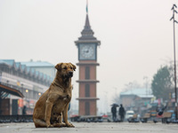 Stray dogs are pictured near the famous clock tower ''Ganta Ghar'' in Srinagar, Jammu and Kashmir, India, on December 20, 2024. Srinagar exp...