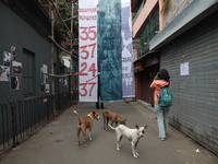 Stray dogs stand while a woman takes a picture with her mobile phone in front of an art installation inside an alley during an open-air art...