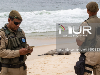 A sea lion nicknamed Joco remains on the sands of Ipanema Beach in Rio de Janeiro, Brazil, on December 20, 2024. Joco has been on Ipanema Be...