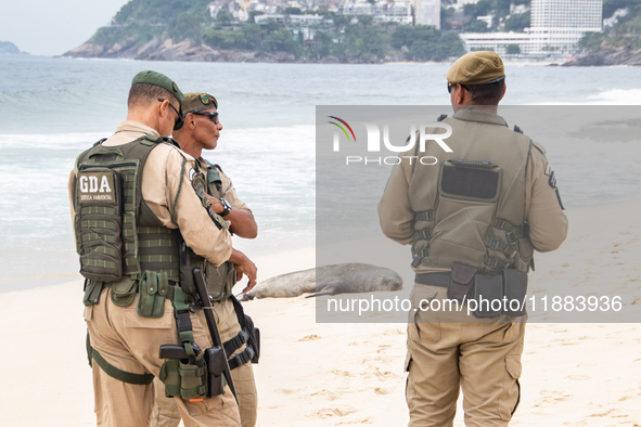 A sea lion nicknamed Joco remains on the sands of Ipanema Beach in Rio de Janeiro, Brazil, on December 20, 2024. Joco has been on Ipanema Be...