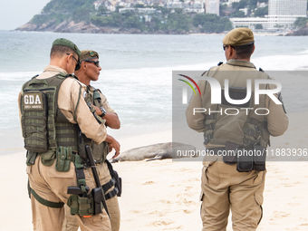 A sea lion nicknamed Joco remains on the sands of Ipanema Beach in Rio de Janeiro, Brazil, on December 20, 2024. Joco has been on Ipanema Be...