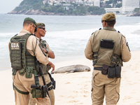 A sea lion nicknamed Joco remains on the sands of Ipanema Beach in Rio de Janeiro, Brazil, on December 20, 2024. Joco has been on Ipanema Be...