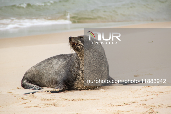 A sea lion nicknamed Joco remains on the sands of Ipanema Beach in Rio de Janeiro, Brazil, on December 20, 2024. Joco has been on Ipanema Be...