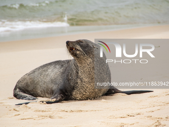 A sea lion nicknamed Joco remains on the sands of Ipanema Beach in Rio de Janeiro, Brazil, on December 20, 2024. Joco has been on Ipanema Be...