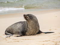 A sea lion nicknamed Joco remains on the sands of Ipanema Beach in Rio de Janeiro, Brazil, on December 20, 2024. Joco has been on Ipanema Be...