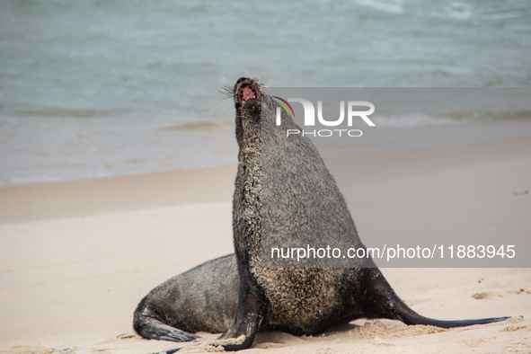 A sea lion nicknamed Joco remains on the sands of Ipanema Beach in Rio de Janeiro, Brazil, on December 20, 2024. Joco has been on Ipanema Be...