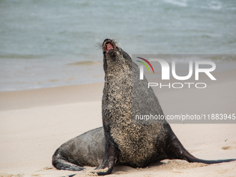 A sea lion nicknamed Joco remains on the sands of Ipanema Beach in Rio de Janeiro, Brazil, on December 20, 2024. Joco has been on Ipanema Be...