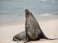 A sea lion nicknamed Joco remains on the sands of Ipanema Beach in Rio de Janeiro, Brazil, on December 20, 2024. Joco has been on Ipanema Be...